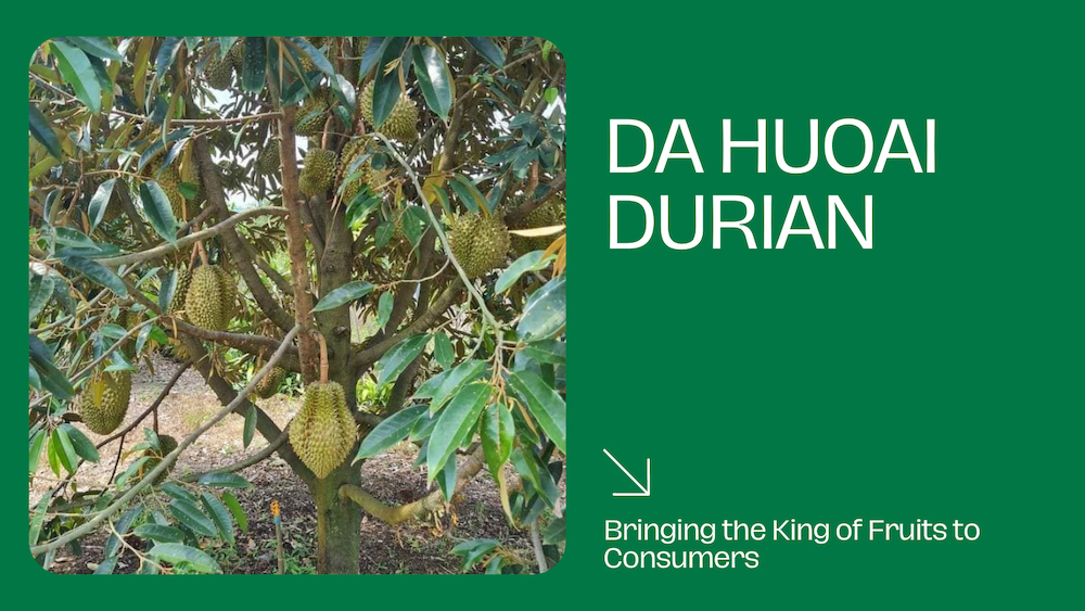 da huoai durian journey