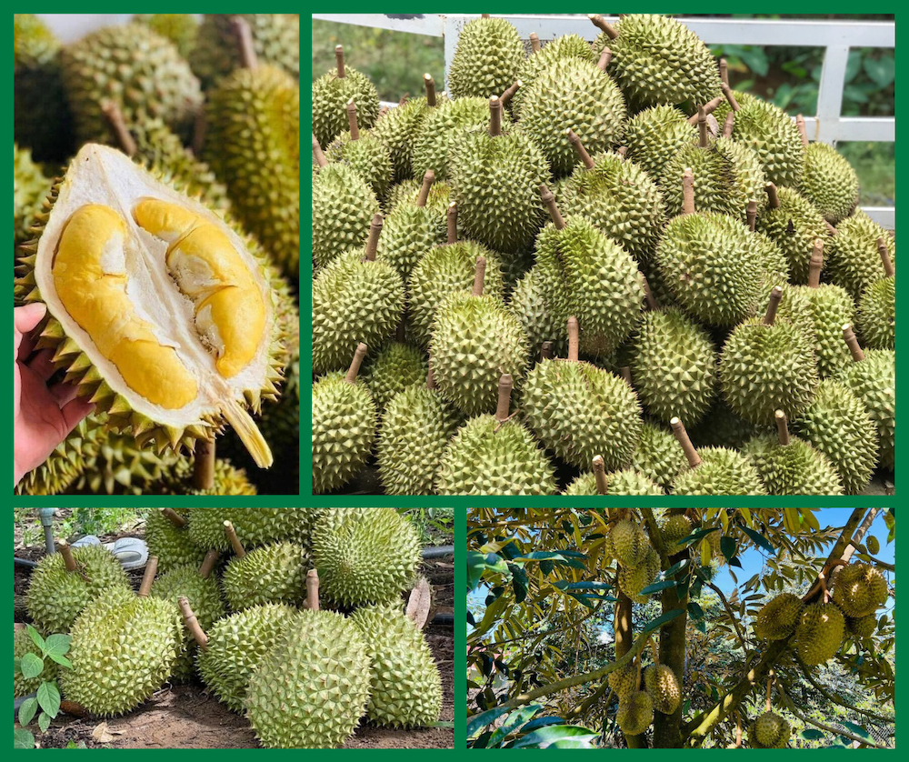 da huoai durian king of fruits